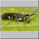 Alysson spinosus - Grabwespe m03c 6mm.jpg